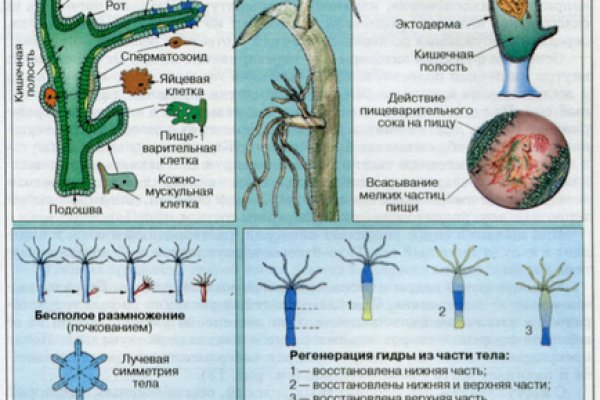 Блэк спрут bs2webes net